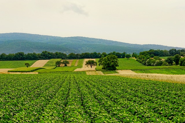 zemědělská krajina.jpg